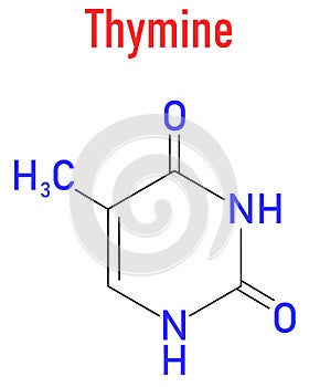 Thymine nucleobase molecule. present in DNA. Skeletal formula.