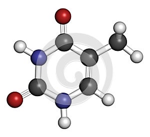 Thymine (T) nucleobase molecule. present in DNA. Atoms are represented as spheres with conventional color coding: hydrogen (white