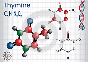 Thymine Thy - pyrimidine nucleobase, fundamental