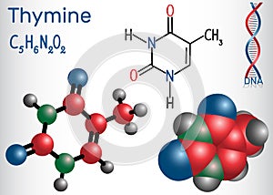 Thymine Thy - pyrimidine nucleobase, fundamental unit