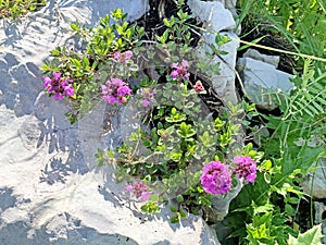 Thymus caucasicus Willd. ex Ronniger family Lamiaceae. Thyme Thyme Caucasian