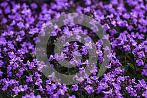 Thymus Citriodorus, Lemon Thyme Leaves from the Herb Garden