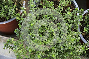 Thymus Citriodorus plants in the garden