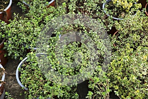 Thymus Citriodorus plants in the garden