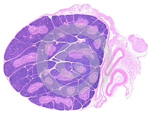 Thymus. Cortex and medulla