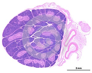 Thymus. Cortex and medulla