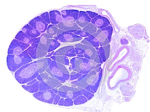 Thymus. Cortex and medulla