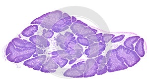 Thymus. Cortex and medulla