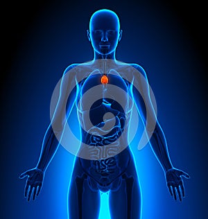 Thymus - Female Organs - Human Anatomy