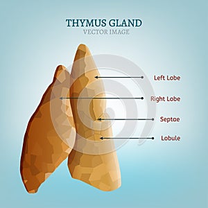 Thymus gland image