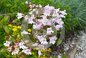 Thymus Komarovii growing in Russian Far East, Primorsky kray