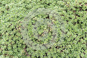 Thymus lanuginosus Woolly Thyme Closeup