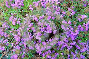 Thymus mongolicus