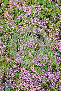 Thymus mongolicus photo