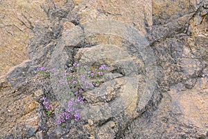 flower and rock photo