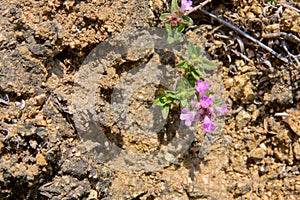 Thymus mongolicus photo