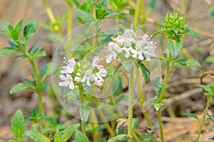 Thymus mongolicus photo