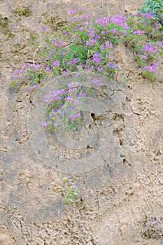 Thymus mongolicus photo