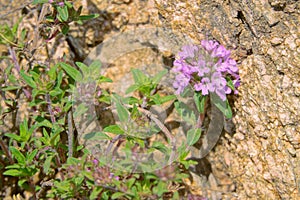 Thymus mongolicus