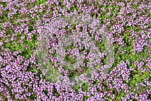 Thymus praecox