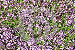 Thymus praecox photo