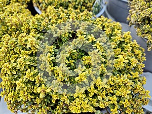 Thymus pulegioides 'Bertram Anderson'