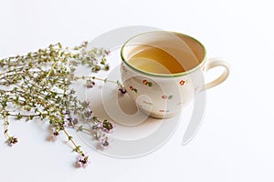 Thymus pulegioides tea and leaves. Tea is effective during diseases of the upper respiratory tract. Medicinal herb.The concept of