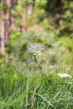 Thymus serpyllum, Breckland thyme, creeping thyme, or elfin thyme plants in flowering season. Natural herbal ingredients in a wild