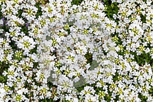 Thymus serpyllum `Snowdrift`