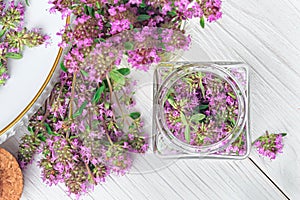 Thymus serpyllum, thyme, wild thyme