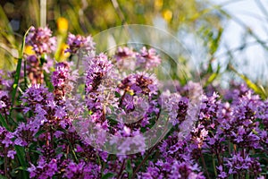 Thymus serpyllum, thyme, wild thyme.Photographed with selective focus