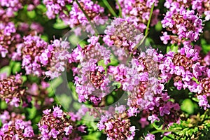 Thymus serpyllum, thyme, wild thyme