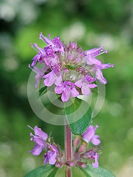Thymus pulegioides