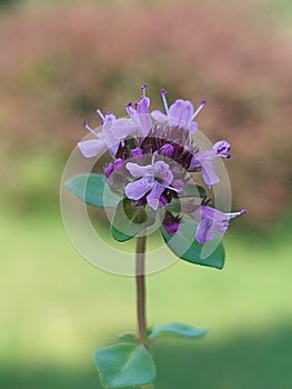 Thymus pulegioides