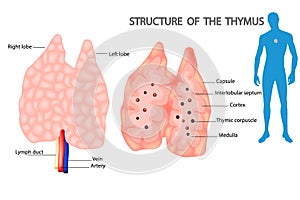 The thymus is a specialized primary lymphoid organ of the immune system.