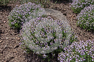 Thymus vulgaris or common thyme flowering plants