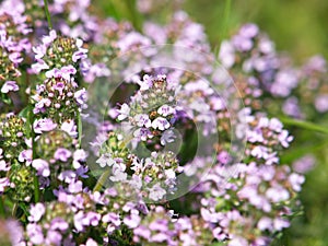 Thymus vulgaris known as Common Thyme