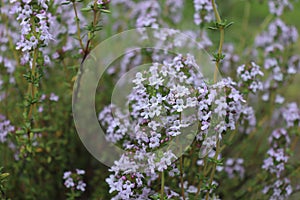Thymus vulgaris is a species of flowering plant .Thyme is any of several species of culinary and medicinal herbs