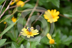 Thyreus axillaris insect sitting on a flower