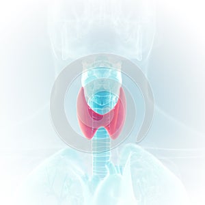 The thyroid