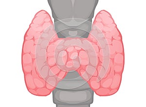 Thyroid anatomy, human anatomy