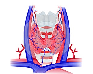 Thyroid anatomy vector illustration. Schematic illustration of thyroid, large vessels, trachea and larynx