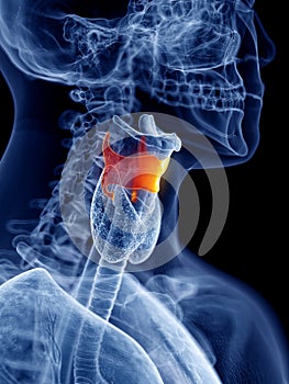 The thyroid cartilage photo