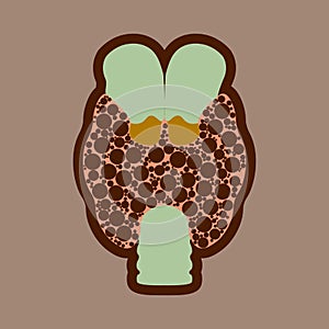 Thyroid. Endocrine gland. Illness of the endocrine system. Thyroid nodes, autoimmune thyroiditis, diffuse toxic goiter