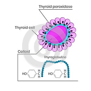 Thyroid follicule structure. Colloid thyroglobulin