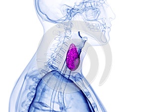 the thyroid gland