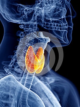 The thyroid gland