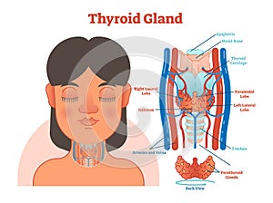 Thyroid Gland anatomical vector illustration diagram, educational medical scheme.