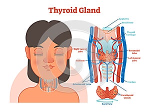 Thyroid Gland anatomical vector illustration diagram, educational medical scheme. photo