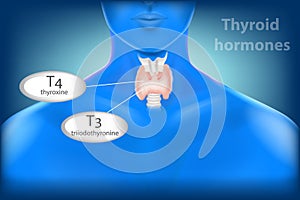 Thyroid Gland Anatomy. Thyroid hormones photo